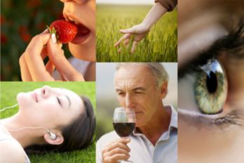 The 5 senses - hearing, sight, touch, smell and taste