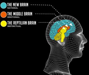 The 3 evolutionary stages of the brain - Reptilian, Limbic and Neocortex